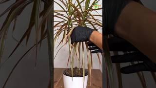 Dracaena Marginata / Dragon Tree Popular Houseplant #dracaena #thegreenearth #plants