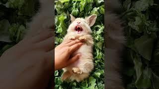 The Brown Rabbit  Laughs Hard   When Tickled #cuterabbit #cuteanimal #cutepet #funnyshorts