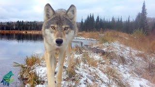 Striking lone wolf howling, carrying beaver tail, and checking out camera