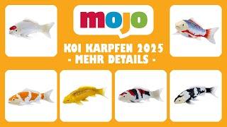 Mojo ® Neuheiten 2025 News - Koi Karpfen alle Bilder mit mehr Details