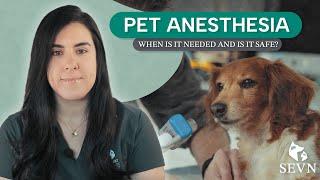 Pet Anesthesia: When Is It Needed and Is It Safe?