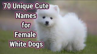 Unique Names for  Female White Dogs | Cute Dogs Names for Female White Dogs