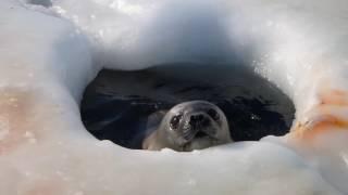 Weddell seal pup at breathing hole
