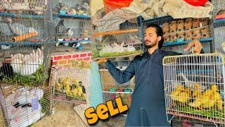 Baby Ducks Or Rabbits Ka Bache Sub Sell Kr Aye Hum Or Parinday