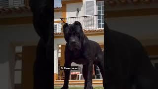 5 Bravest dogs that will face even wild beasts | Part - 1 | #shorts