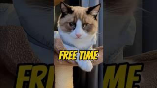 Free time? #cat #cats #meow #shorts #funny #freetime