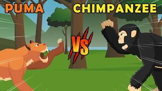 Puma vs Chimpanzee | Cats vs Primates [S1] | Animal Animation