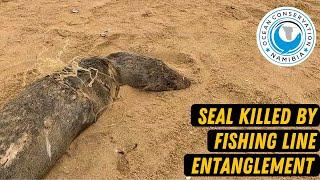 Seal Killed By Fishing Line Entanglement