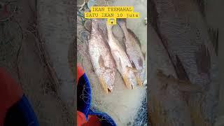 IKAN TERMAHAL DI DUNIA, KALAU DAPAT IKAN INI AUTO KAYA  #ikantermahal #lautkalimantan