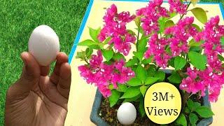 Best free fertilizer for any plants | 3 Easy ways to use Eggshell in gardening