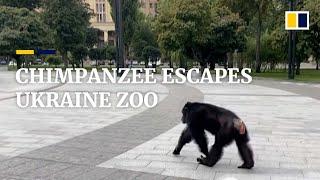 Runaway chimpanzee returns for a hug and raincoat
