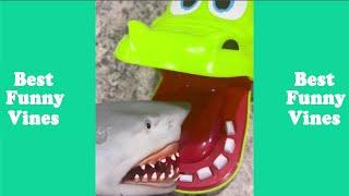 Shark Puppet The Most Watched Funny Tik Tok 2022