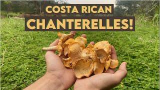 Costa Rican Chanterelles??? Foraging Edible Mushrooms in Guanacaste Province!