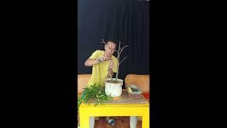 Red Balete Cut back & Repot Part 1