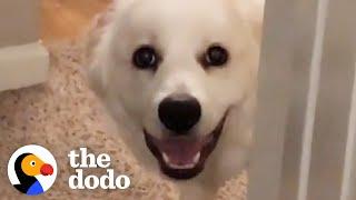 Dog Definitely Thinks She Lives In A Horror Film | The Dodo