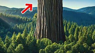 Why You’ll Never Get Close to the World’s Tallest Tree