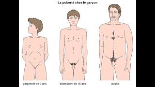 le développement pubertaire normal chez le garçon