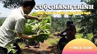 Hành Trình Hái Lá Mì Và Cuộc Gặp Gỡ Bất Ngờ - Y Thưa Vlog