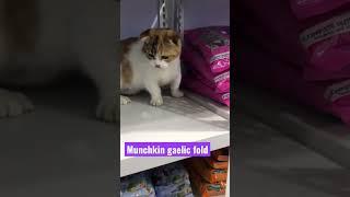 Ready munchkin gaelic fold di Bogescathouse #bogescathouse#kucingmunchkin#shortvideo#shorts#short