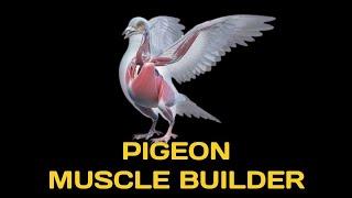 The Important Role of Protein For Pigeons - The Muscle Builder