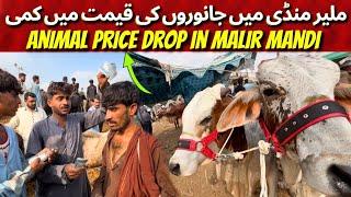 Malir Cow Mandi Latest Rates Updated 12 November 2024 | 110 Hazar Mai Bhatareen Soda