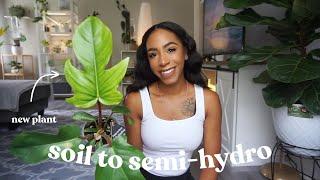 Transferring My Philodendron Squamiferum From Soil To Semi-Hydro 