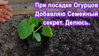 В лунку при Посадке Огурцов добавьте Этот раствор. Огурцы завалят урожаем, а также будут хрустящими.