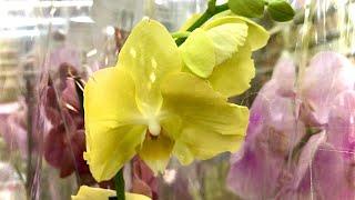 Завоз орхидей в ТЦ Мега Леруа Мерлен Самара - Венецианский карнавал, Претория, Алассио, Оцелот