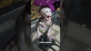 Have Milk Drink #monyetlucu #babymonkey #cutemonkey #monpai