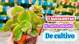 7 SUCULENTAS LINDAS E COMO CULTIVÁ-LAS