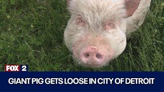 Big pig on the loose in Detroit