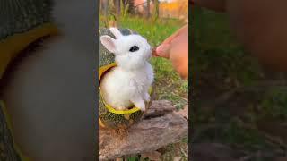 rabbit eating pumpking #rabbit