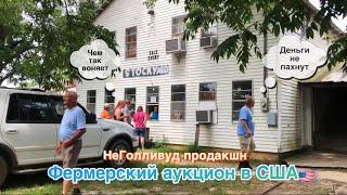 Фермерский аукцион в США#жизньвсша #деревнясша #ферма