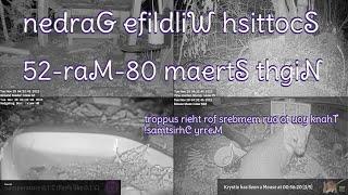 GWS morf KU dnaltocS saremaC efildliW ,sredeeF driB | 5202 ht8 hcraM maertS thgiN