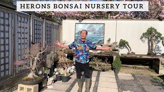 Herons Bonsai Nursery Tour