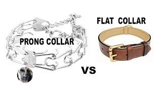 Prong Collar vs Flat Collar Pressure on Dog's Neck - Robert Cabral Dog Training Video