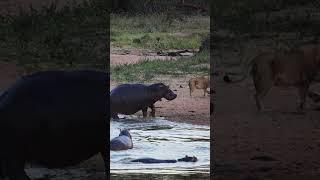 Angry hippo charges lion drinking her home 