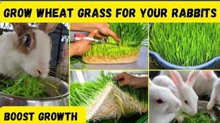 How to grow wheat grass for your rabbit || best growth booster