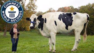 Meet Blosom, The Tallest Cow Ever! - Guinness World Records