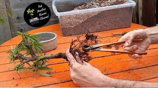 Repotting the PYRACANTHA Bonsai Tree - Lean or Not to Lean? 