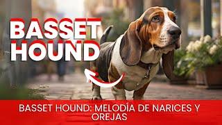 Basset Hound / Raza de Perro