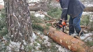 Валка дерева немного начинаем промокать Бензопила Stihl MS 361