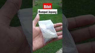 Beginilah Bibit / Benih Rumput Jepang  #shorts #rumput #rumputjepang #rumputhias #bibitrumputjepang