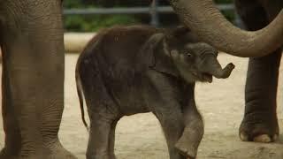 Baby Elephants. Детеныши слонов. Маленькие слонята.