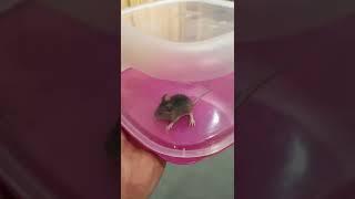 Rescuing A Little Field Mouse At Work!! #mouse #rescue #cute #animals #nature