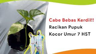 Racikan Pupuk Kocor Pertama Umur 7 HST Musim Kemarau, Daun Rimbun Bebas Kerdil