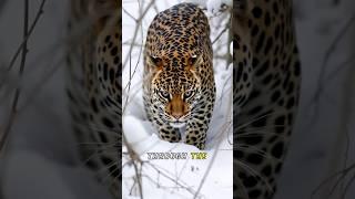 The RAREST Big Cat on Earth, Amur Leopard EXPOSED!