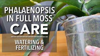 PHALAENOPSIS IN FULL MOSS CARE | When to Water Orchids in Moss | How To Fertilize Phalaenopsis