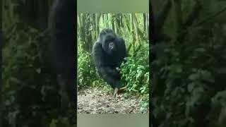 gorilla vs man || gorilla attack video #short #gorilla #wildlife #shorts