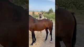 Ata binmeye Çalışan Köpek